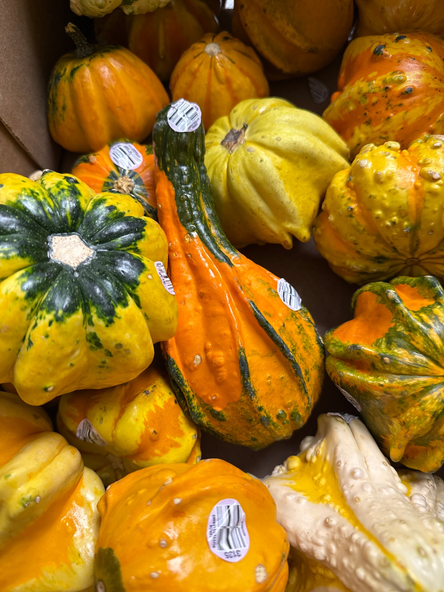 Gourds