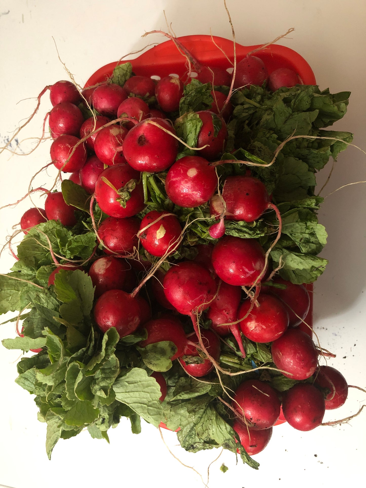 Radish
