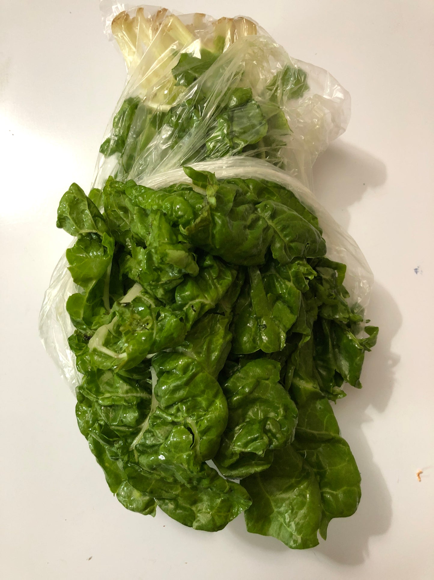 Swiss Chard