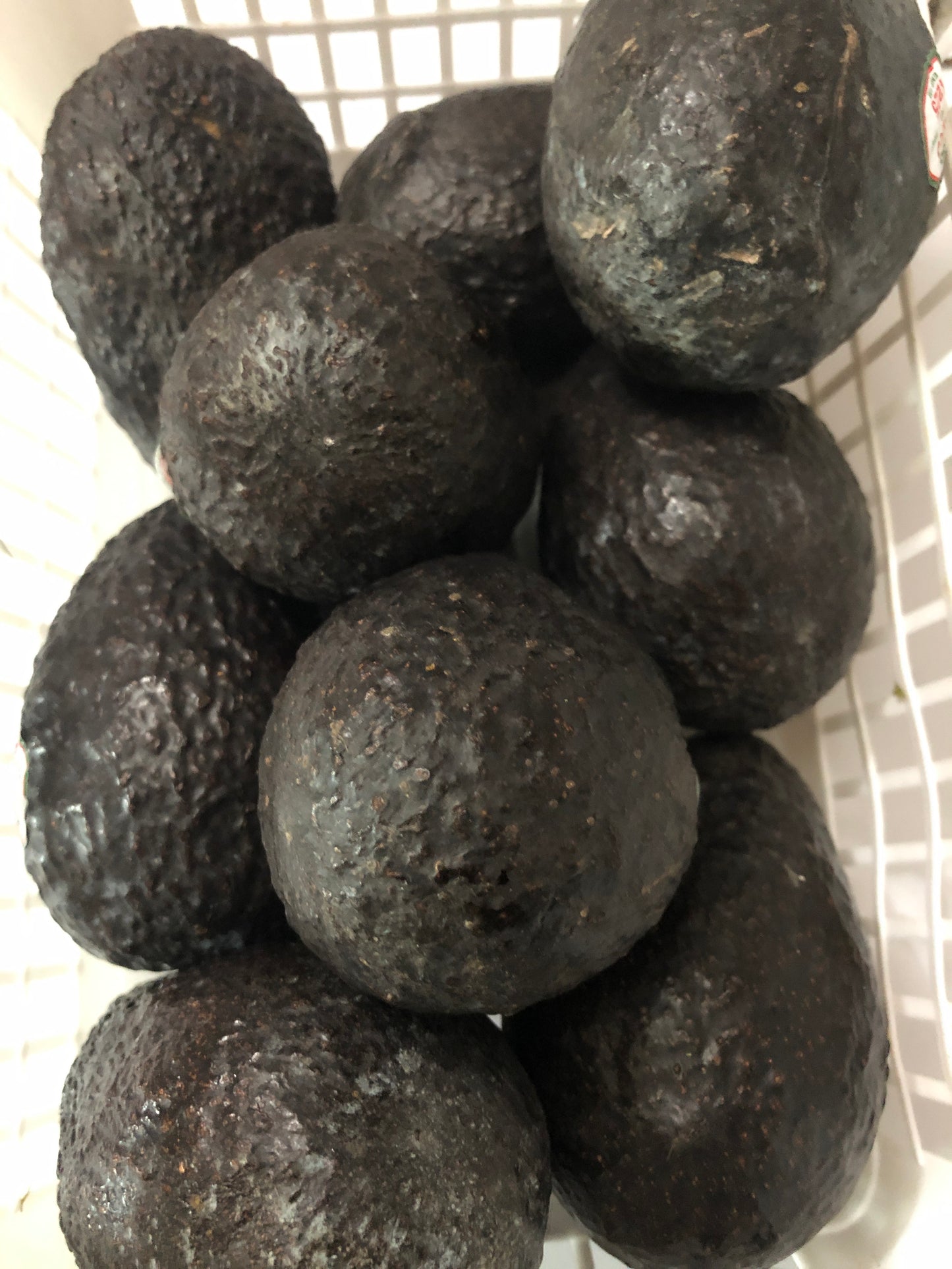 Avocado - Variety