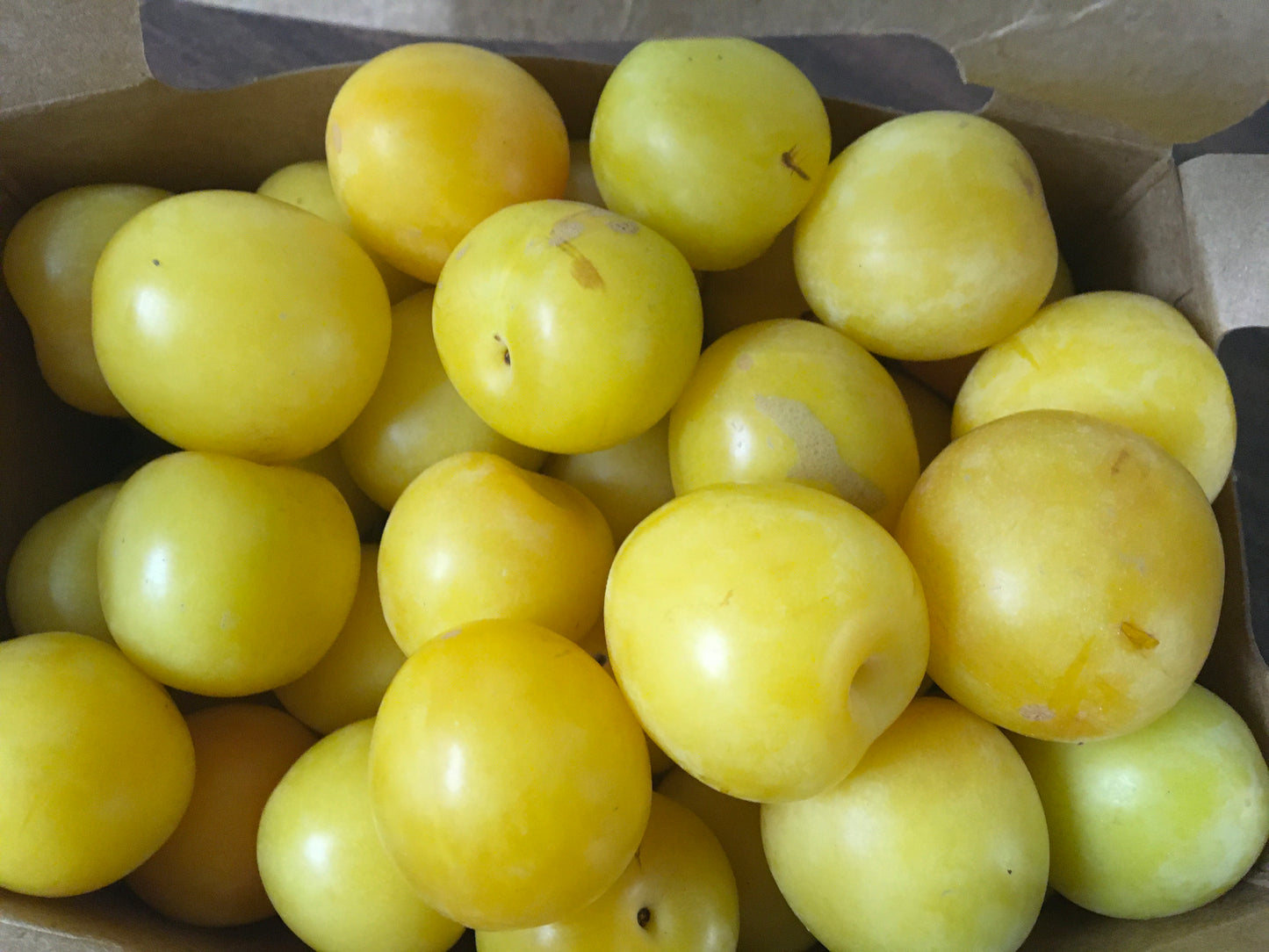 Plums - Variety