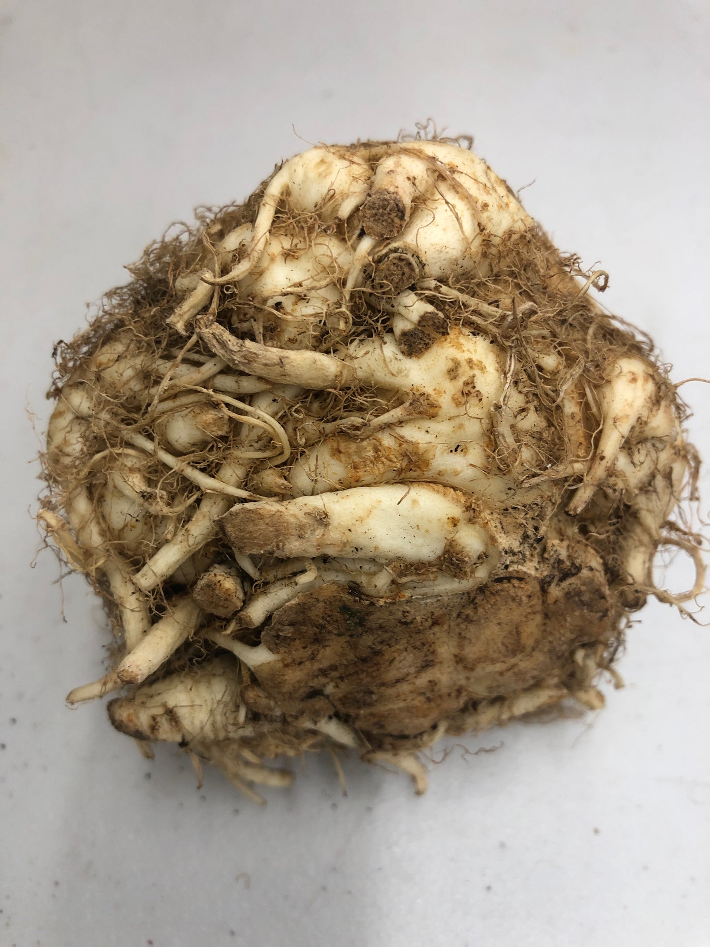 Celery Root