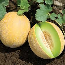 Melons