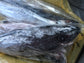 Frozen Fish- limit of one per household