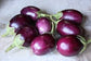 Eggplants - Variety