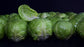 Brussels Sprouts