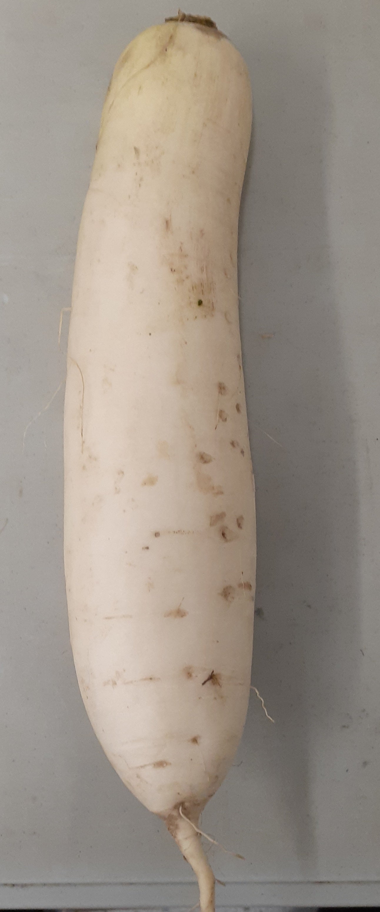 Asian Daikon Radish