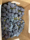 Grapes - Variety
