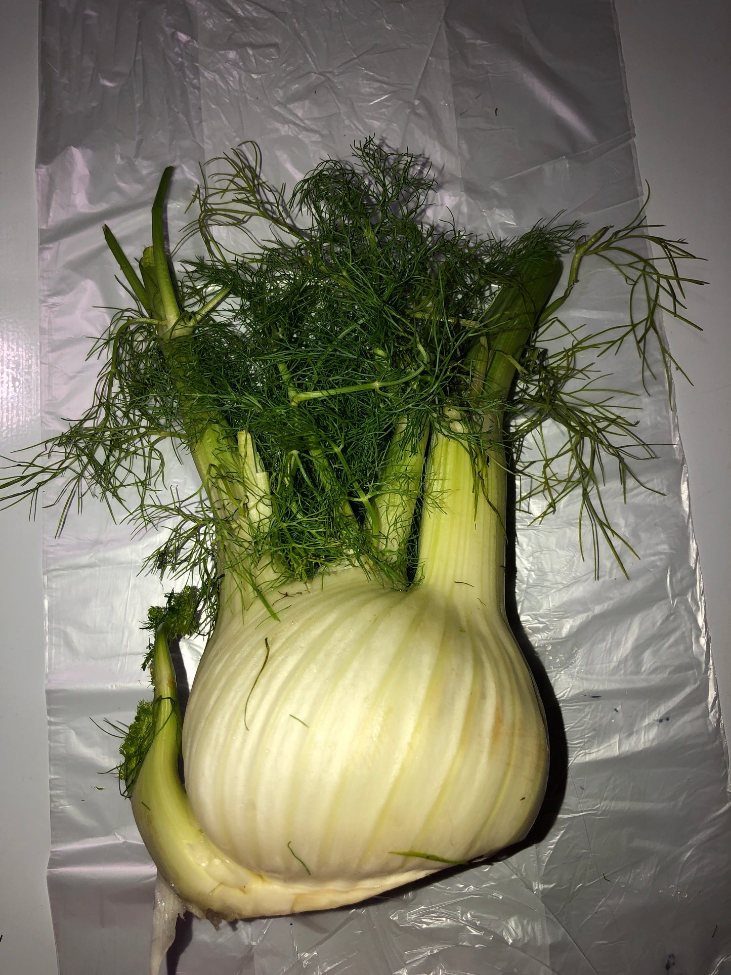 Fennel Bulb