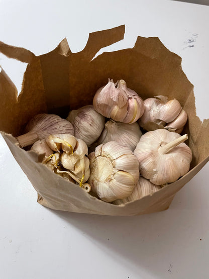 Garlic Fresh