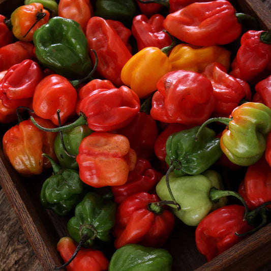 Habanero hot Peppers