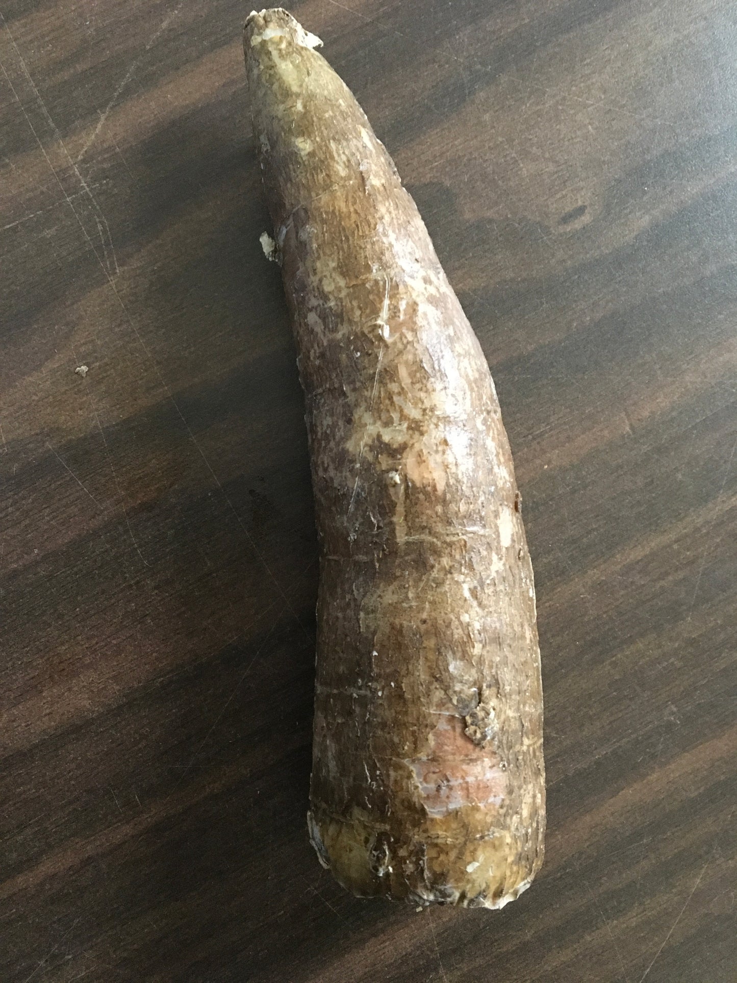 Cassava (Manioc Yuca)