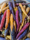 Carrots - Variety